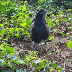 Meet your Posher, Tom